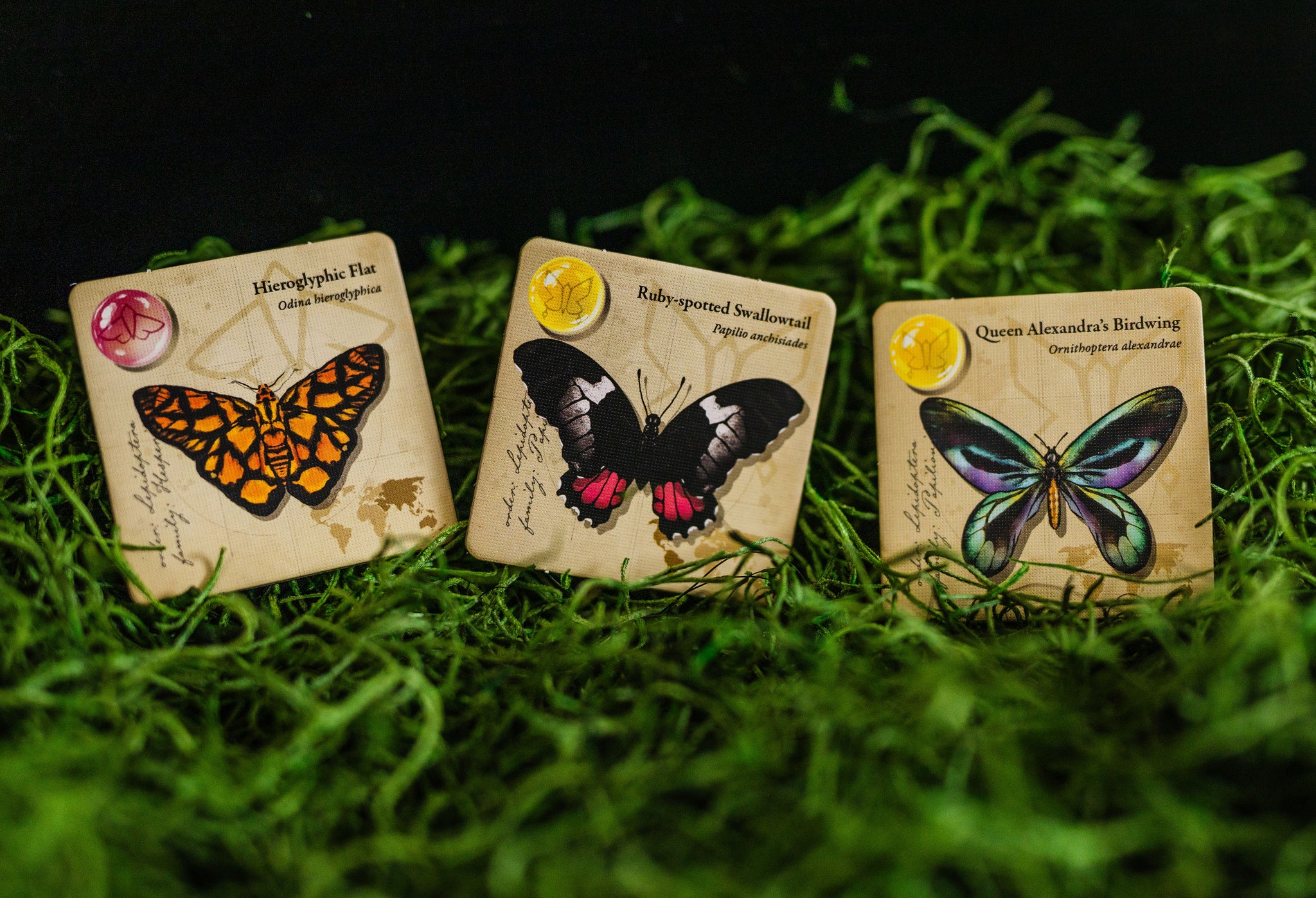 Jewel Box - Fluttering Expedition – Lovemore Games